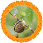 Abstract snail with patterned shell among stylized flowers and leaves