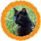 Vivid Black Cat Surrounded by Orange and Yellow Flowers on White Background