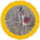 Dog with human-like features in dress and hat, surrounded by colorful flower circle