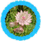 Colorful Floral Arrangement with Large Pink Flower and Unique Blue Elements