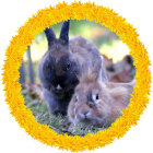 Circular illustration of three grey bunnies with yellow flowers, green leaves, and tulips.