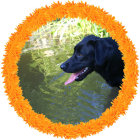 Monochrome Dog Surrounded by Orange Flowers and Blue Flora