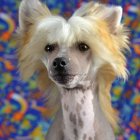 Stylized anthropomorphic dog with blonde hair in colorful floral setting