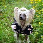 Cartoon Creature in Bee Costume on Grass with Flowers