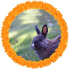 Adorable blue rabbit with orange and yellow flowers on blue background