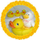 Ducklings with yellow and pink flowers in oval border