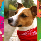 Stylized digital artwork of a dog with human-like eyes in golden headpiece and red scarf against