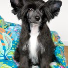 Oversized-Eared Brown and Black Dog on Blue Floral Background