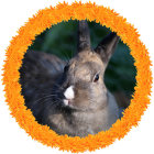 Brown rabbit with purple bow in orange floral wreath on green background