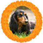 Detailed Illustration of Black and Tan Dog Surrounded by Vibrant Flowers