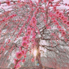 Pink cherry blossom tree in full bloom under blossoming canopy.