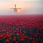 Windmill in Vibrant Tulip Fields at Sunset with Flying Birds