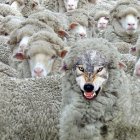 Digitally altered image: sheep with wolf faces.