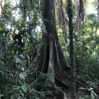 Detailed carving of old man's face on tree among roots and trunks