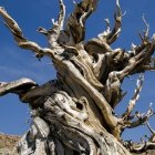 Highly stylized illustrated tree with swirling patterns against clear blue sky