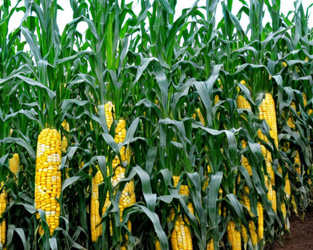 Ripe yellow corn cobs in dense cornfield, partially husked.