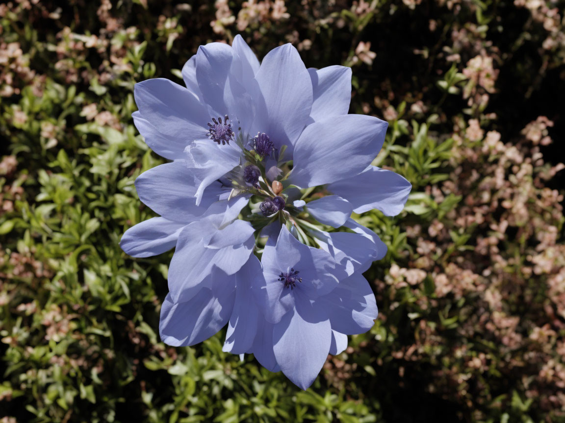 Blue Flower with Dark Blue Stamens on Green Foliage