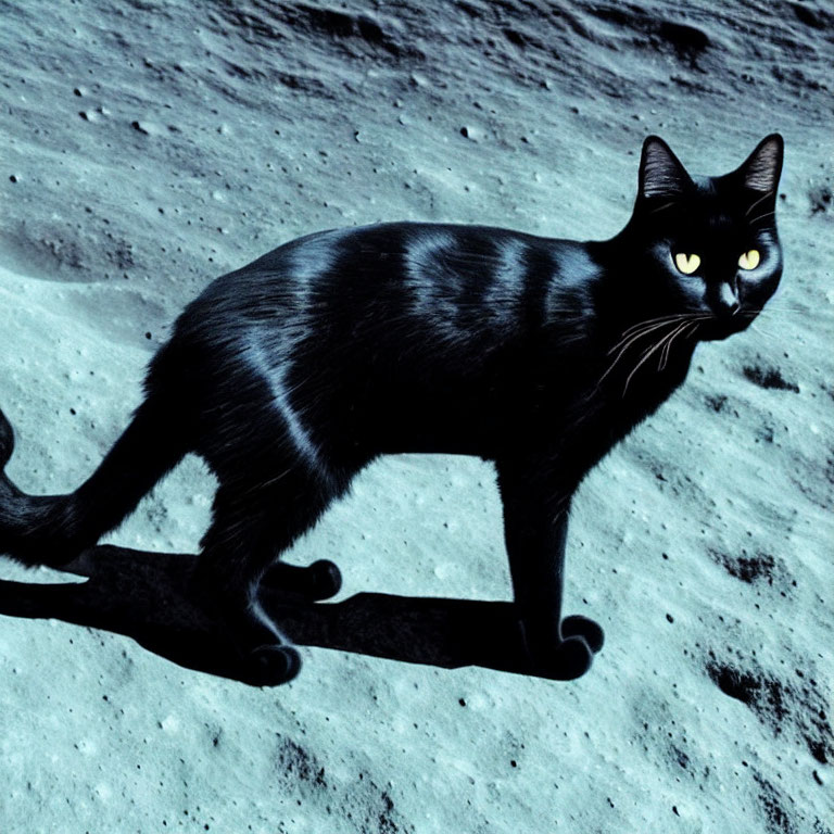 Black cat with yellow eyes on moonscape with sharp shadow