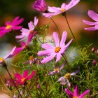 Colorful pink flowers with golden stems on mosaic background.