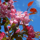 Colorful Digital Art: Stylized Pink Flowers on Blue Background