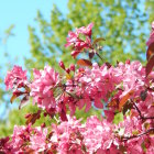 Detailed Pink Roses and Butterfly on Soft Blue Background