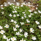 Lush Garden Scene with White Flowers and Starry Sky