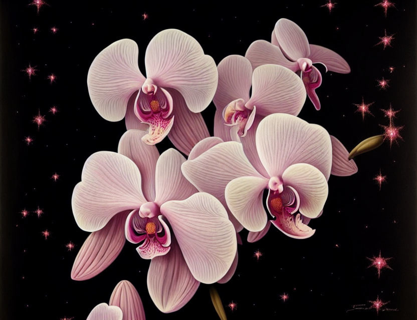 Pink orchids on dark background with sparkling star-like accents