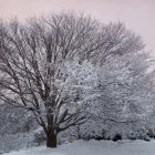 Snow-covered village in serene winter landscape