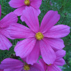 Vibrant bouquets with sparkles on windowsill under twilight sky