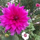 Colorful bouquet of flowers by window with celestial view