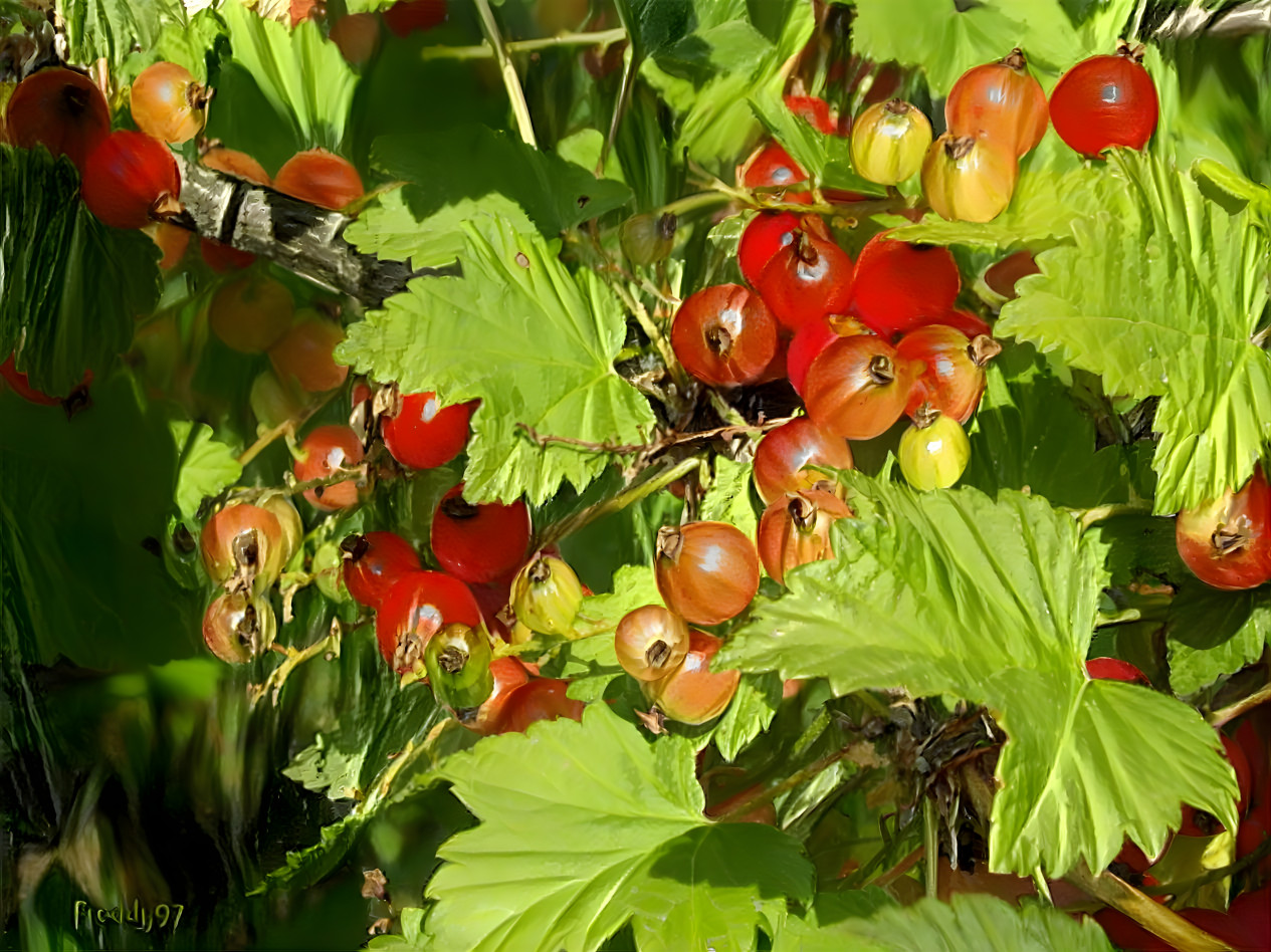 Red currants