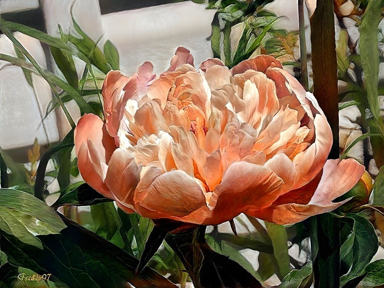 Peony