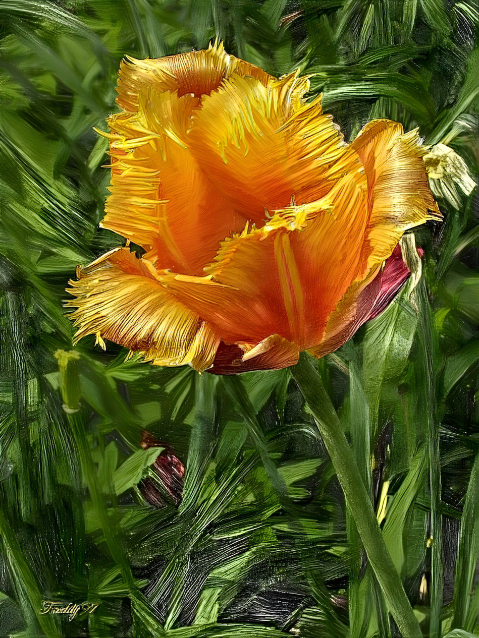 Tulip