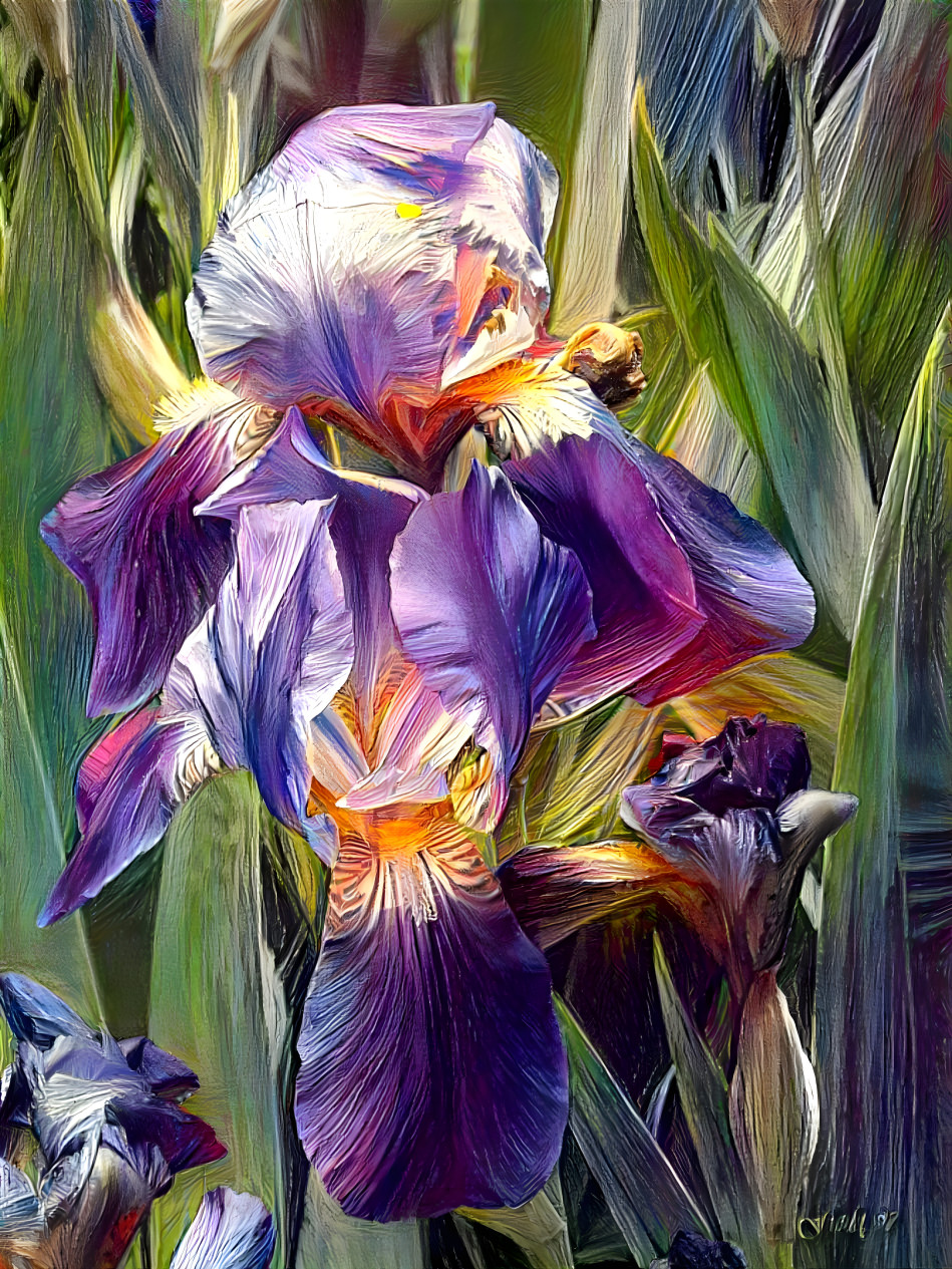 Iris