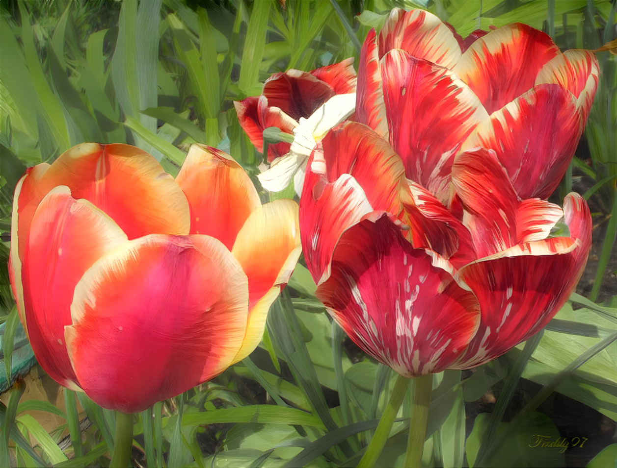 Tulips