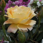 Vibrant yellow rose among purple, white flowers & green foliage