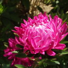 Bright Pink Dahlia Bloom Surrounded by Luminous Petals and Green Foliage