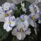 Vibrant white and purple flowers with stamens, buds, and foliage on dark background