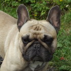 French Bulldog with large ears surrounded by green plants and pink flowers.