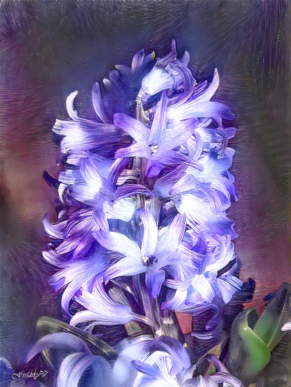 Hyacinth