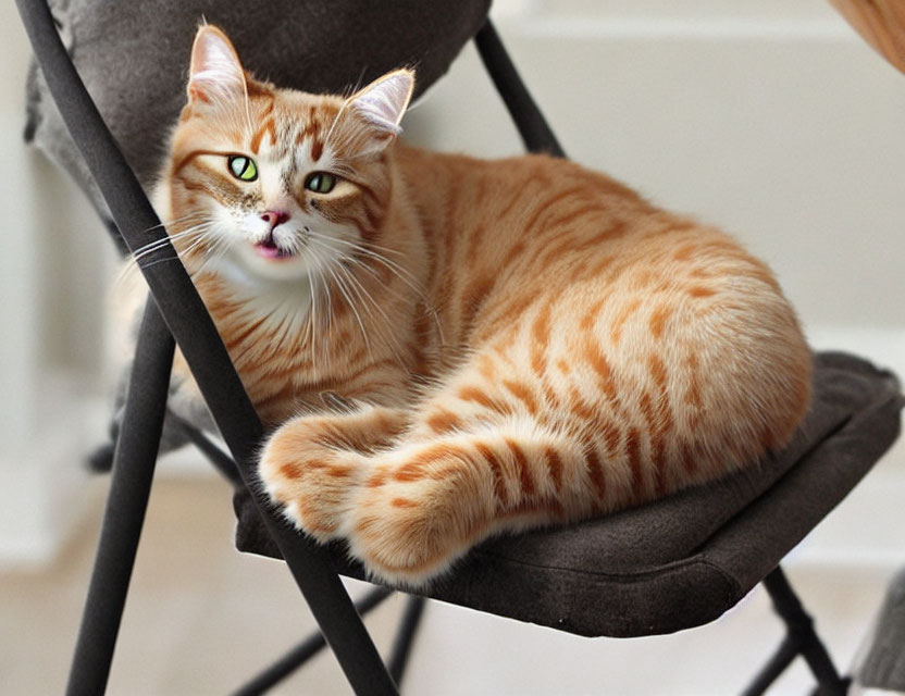 Orange Tabby Cat with Green Eyes Lounging on Grey Chair