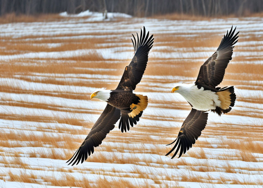 Pair of Bald Eagles Soaring Above Winter Field with Snow and Brown Grass