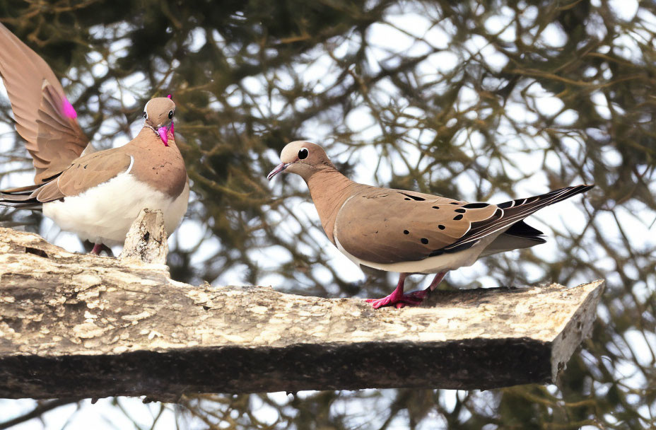 Mourning doves on tree branch with raised wings