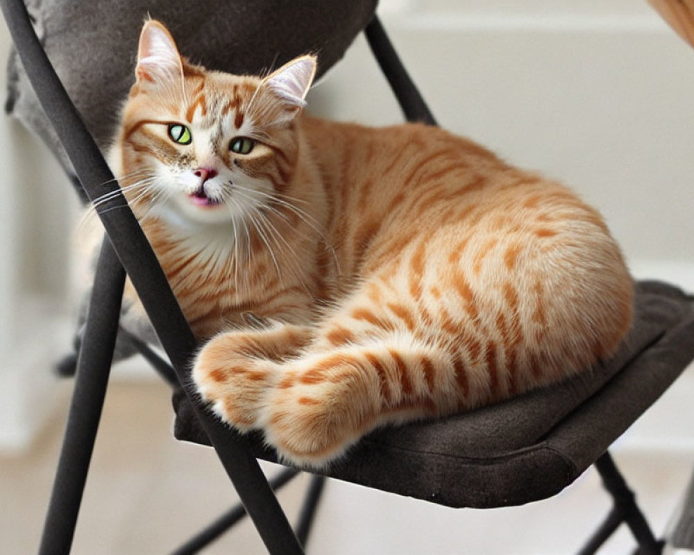 Orange Tabby Cat with Green Eyes Lounging on Grey Chair