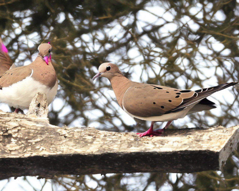 Mourning doves on tree branch with raised wings