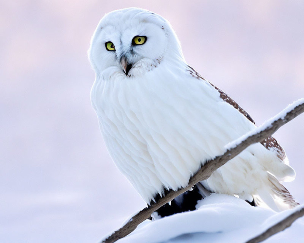 Snowy owl perched on branch in snowy winter scene