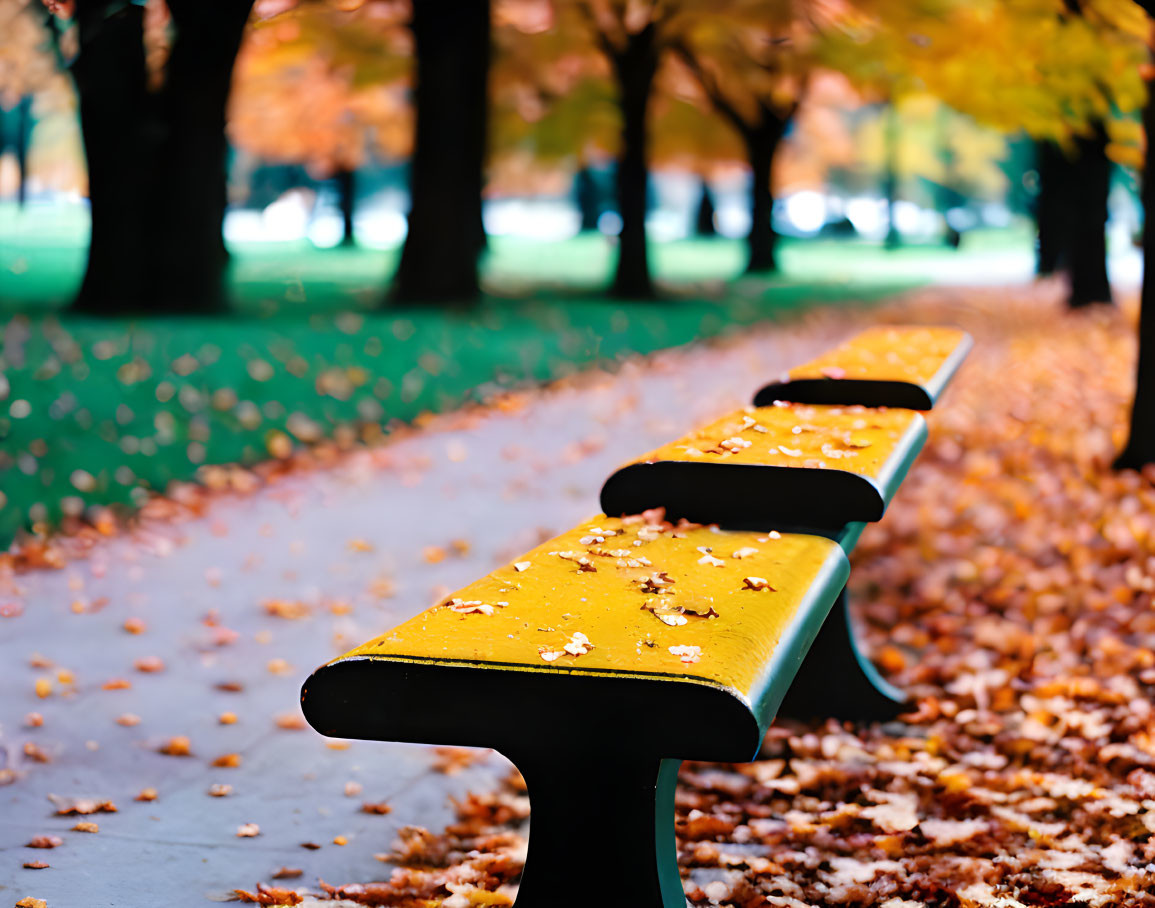 Empty Park Benches with Yellow-Painted Slats Amid Autumn Leaves and Fall Foliage