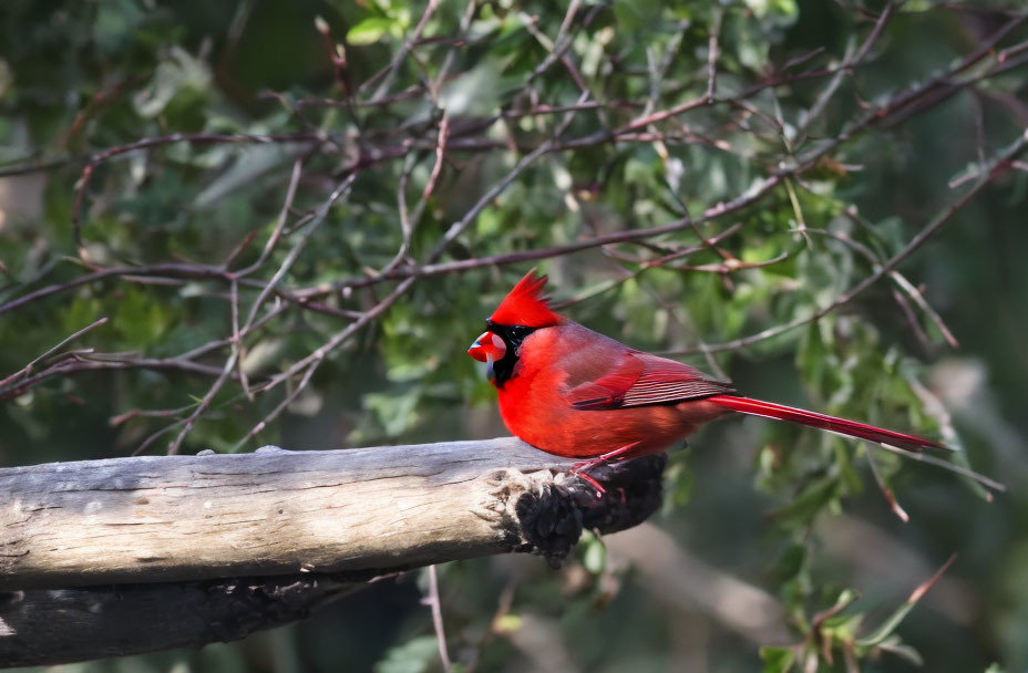 Red cardinal bird perched on wooden branch in green foliage