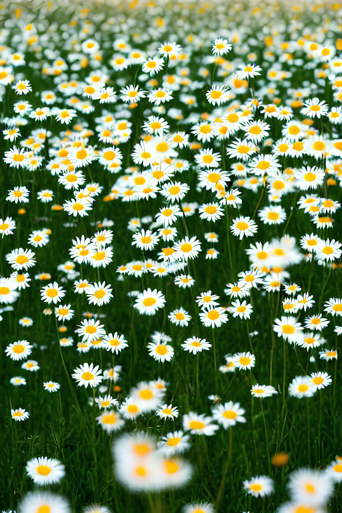 White daisies with yellow centers in lush green field