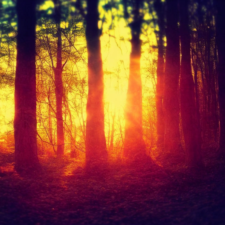 Dense forest with sunlight filtering through tall trees